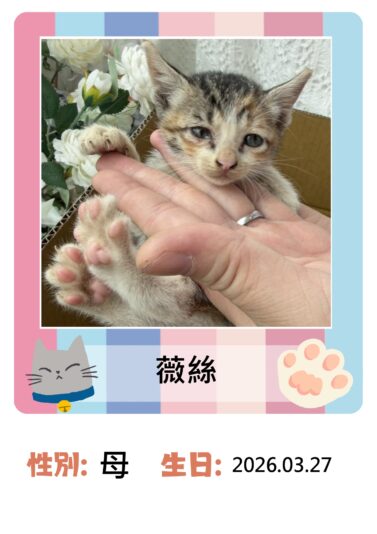 20260427_貓咪名冊_薇絲_page-0001