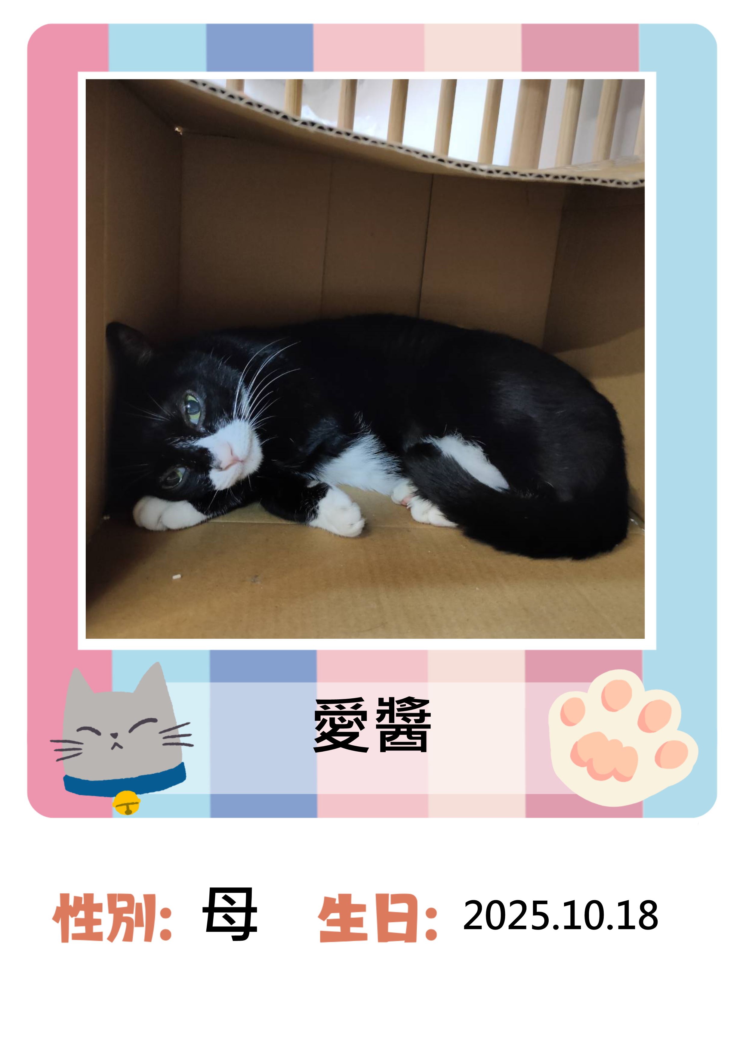社團法人臺灣咪可思協會 圖片 1