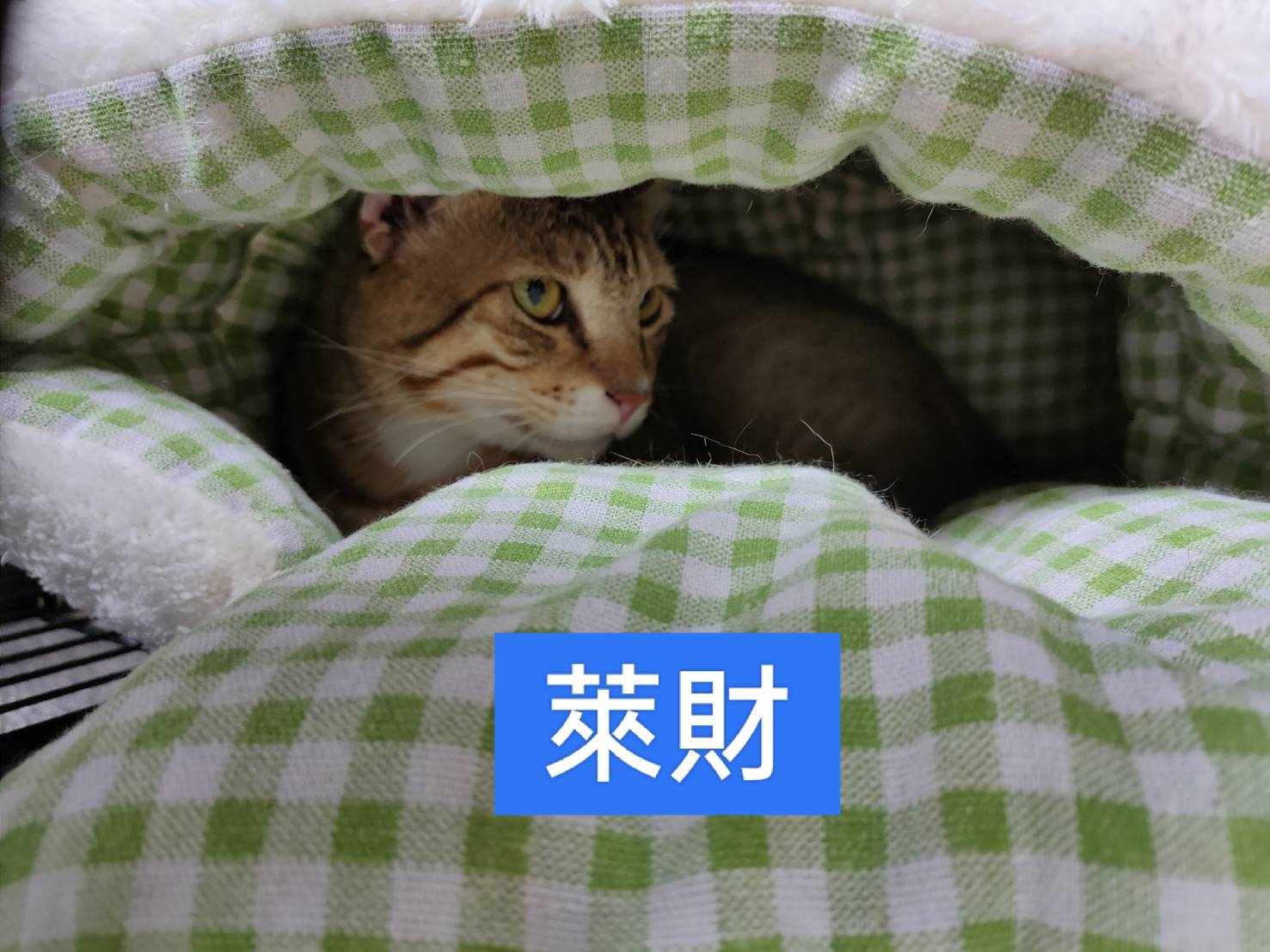 ✨6/14（日）板橋大遠百義賣認養會順利落幕✨ 圖片 1